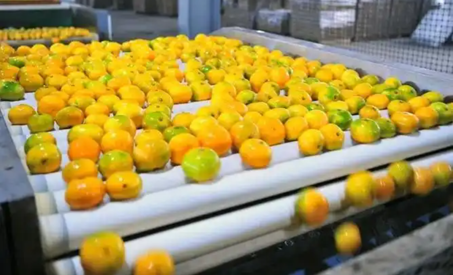 橘子保鮮冷庫(kù)儲(chǔ)存的方法