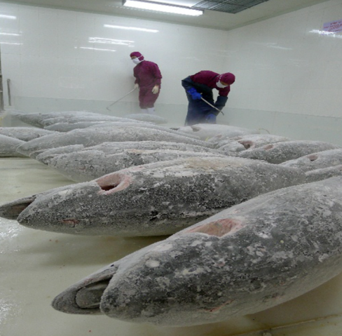 金槍魚超低溫冷庫存儲(chǔ)技術(shù)